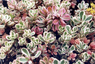 Phedimus spurius 'Tricolor'